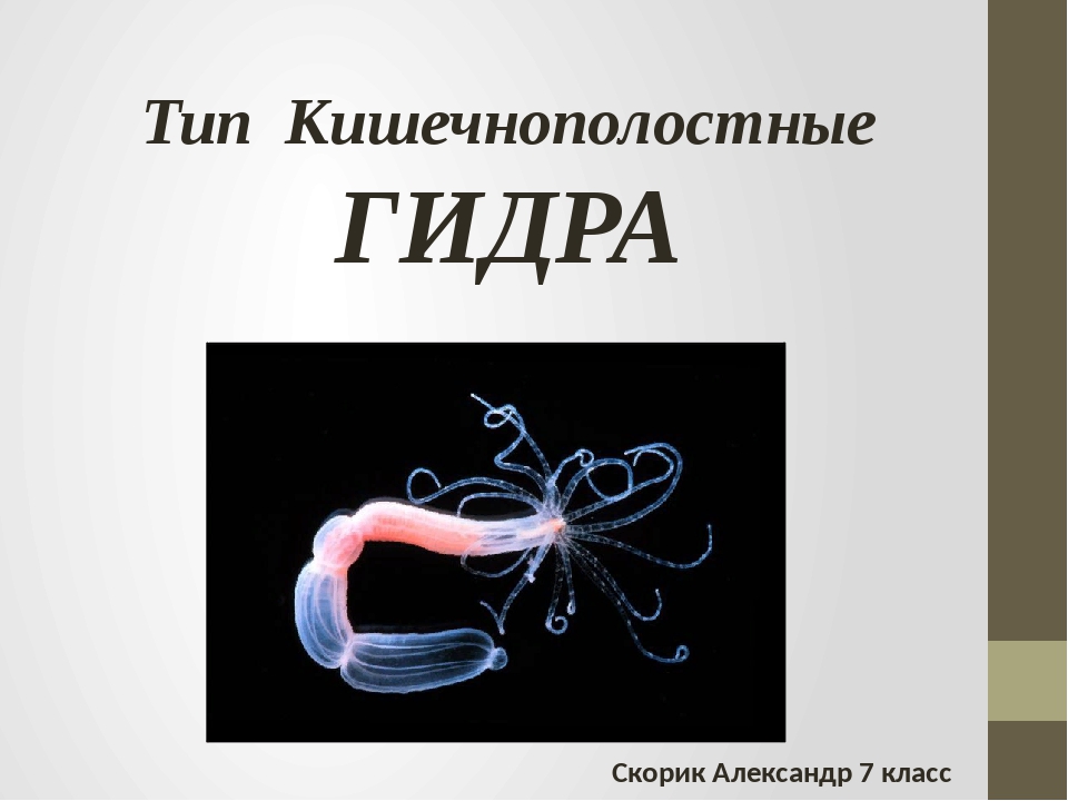 Кракен сайт зеркало рабочее